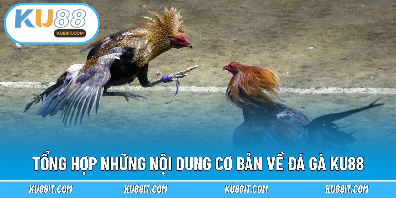Tổng hợp những nội dung cơ bản về đá gà KU88